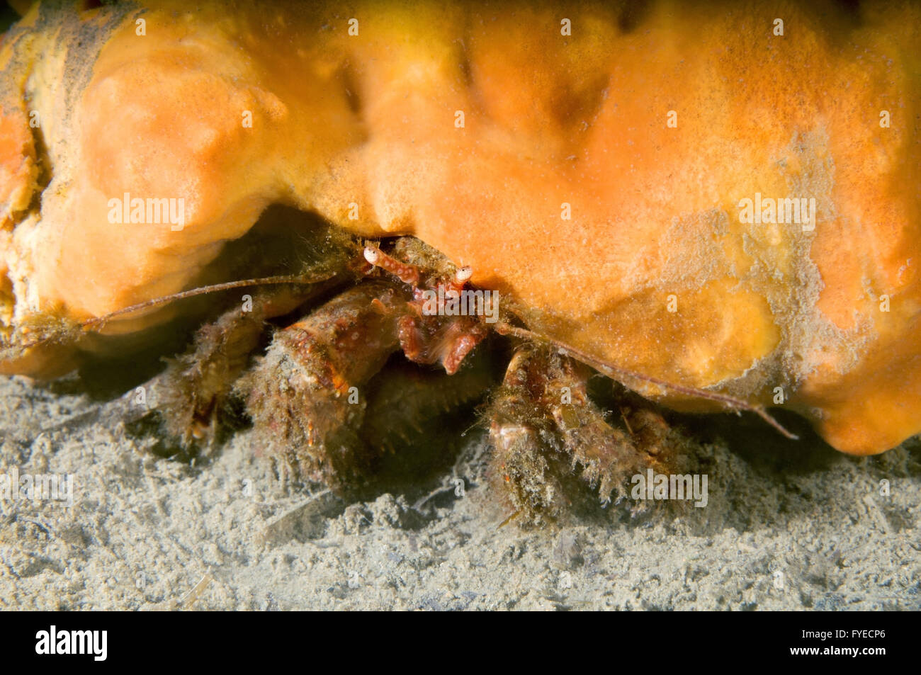 Alaska-Einsiedlerkrebs (Pagurus Ochotensis) getarnt als orange Schwamm, Fernost, Meer von Japan, Russland Stockfoto