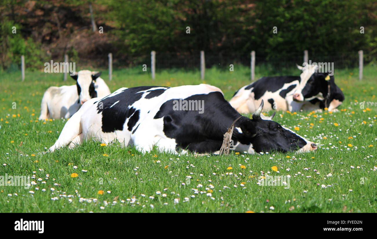 Schwarz / weiß berühmte Kuh im Kanton Freiburg Stockfoto