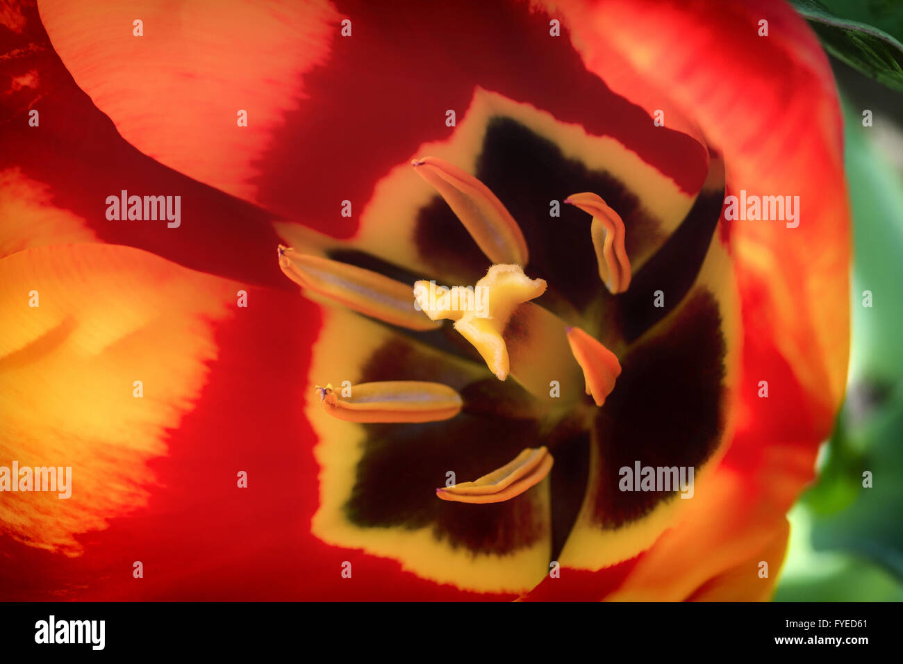 Nahaufnahme von roten und gelben Tulpen mit innen schwarz. Stockfoto