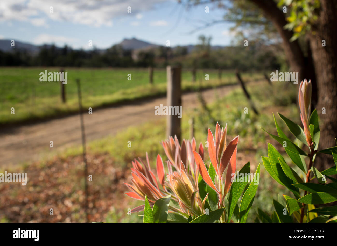 Nahaufnahme von weichen jungen Blätter ein Zylinderputzer-Strauch mit unscharfen Landschaft Hintergrund Stockfoto
