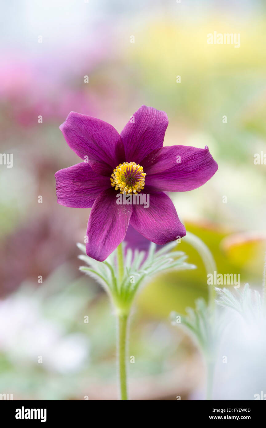 Pulsatilla Vulgaris. Kuhschelle Stockfoto