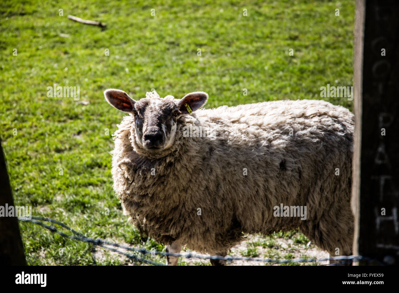 Neugierige Schafe im Feld, Brighton, England. Stockfoto