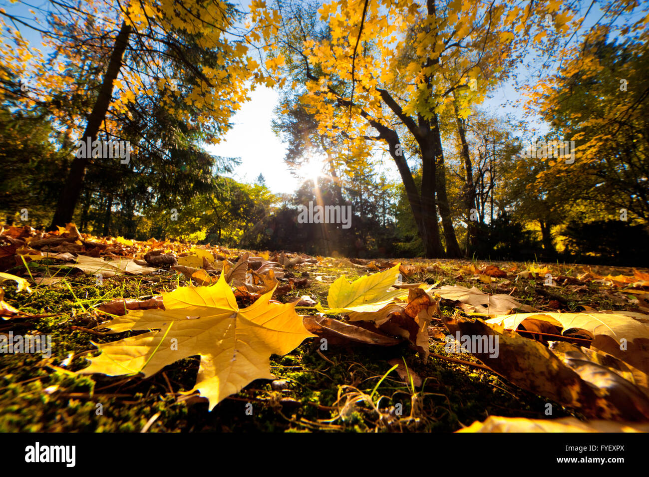 Gasse mit fallenden Blätter im Herbst park Stockfoto
