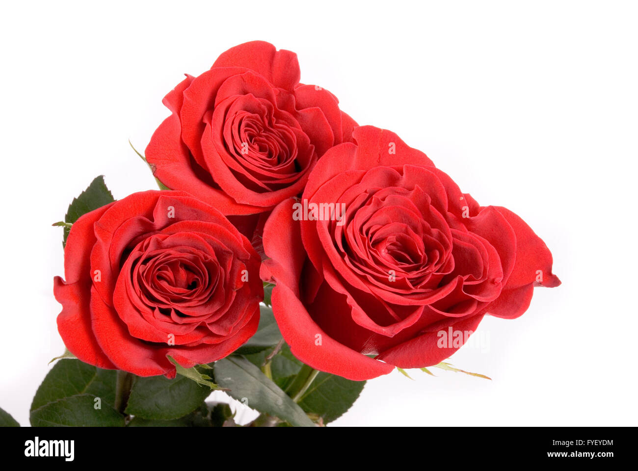 Rote Rosen auf ein Studio weißer Hintergrund. Stockfoto