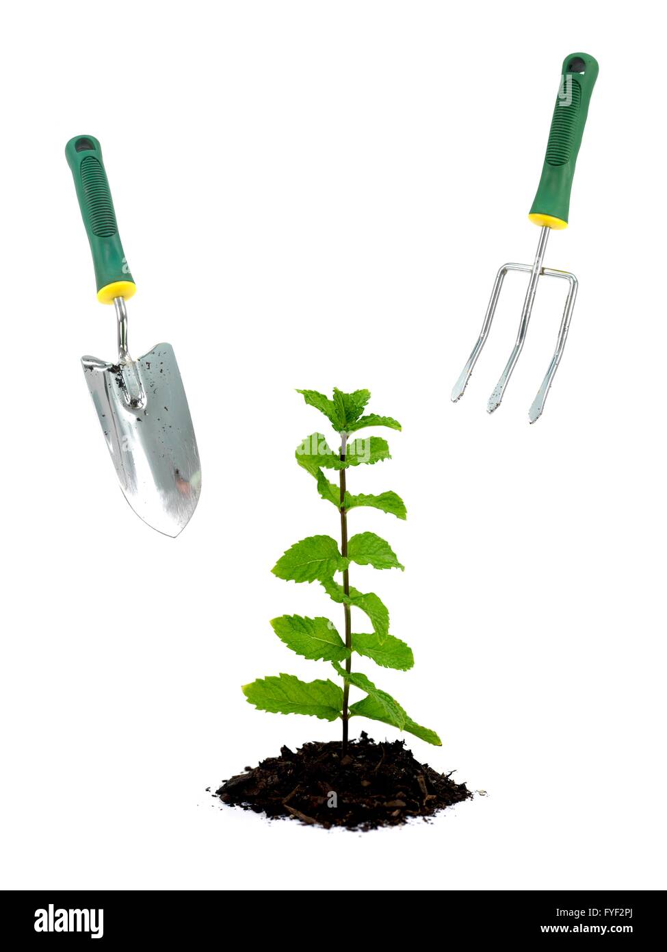 Frische Minze wachsen im Boden vor einem weißen Hintergrund isoliert Stockfoto