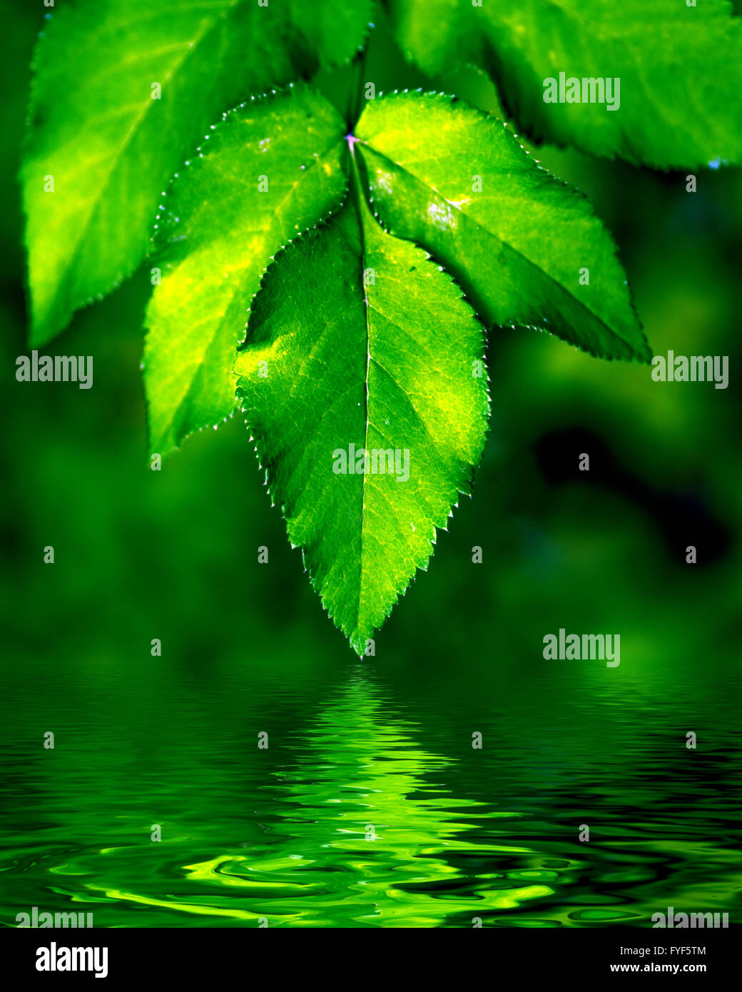 Natürliche Blätter Hintergrund. Grün Stockfoto
