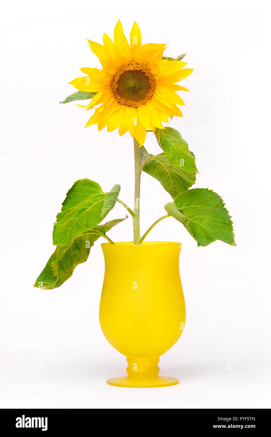 Sonnenblume in der sonne Ausgeschnittene Stockfotos und -bilder - Alamy