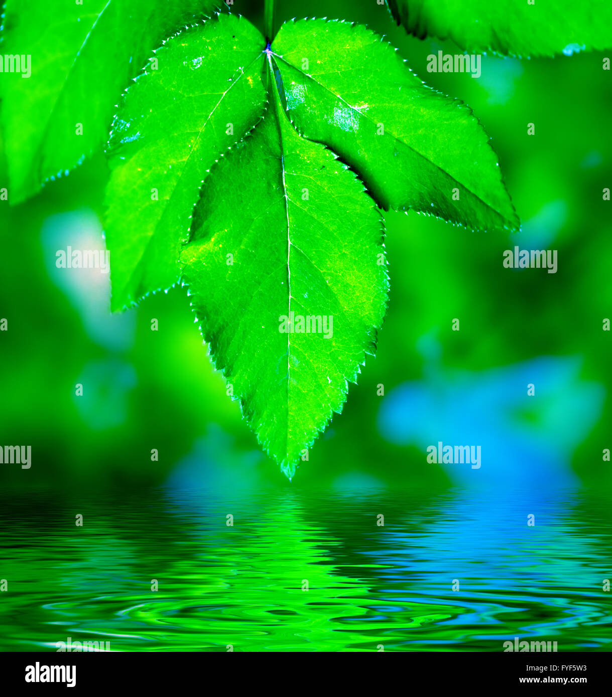 Natürliche Blätter Hintergrund. Grün Stockfoto