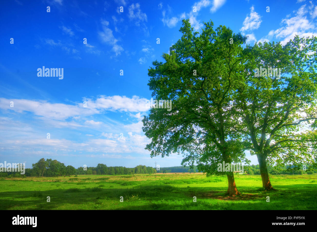 Baum auf Sommerwiese Stockfoto