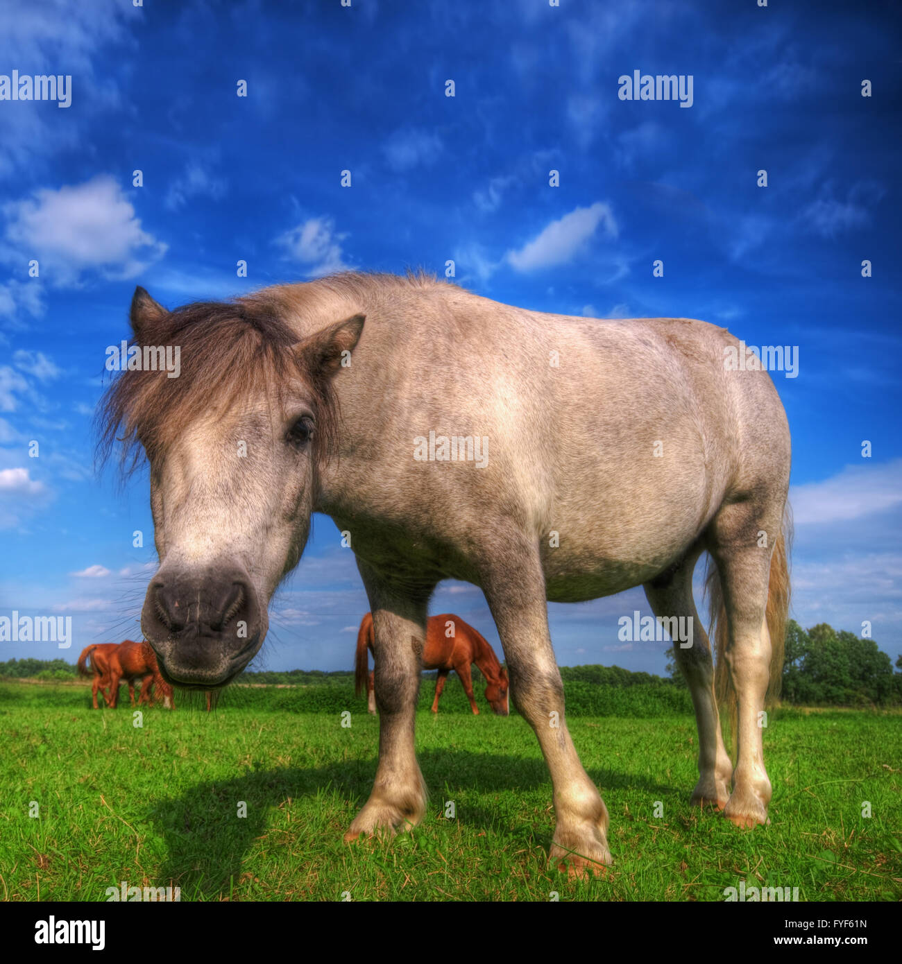 Wilde junge Pferd auf dem Feld Stockfoto