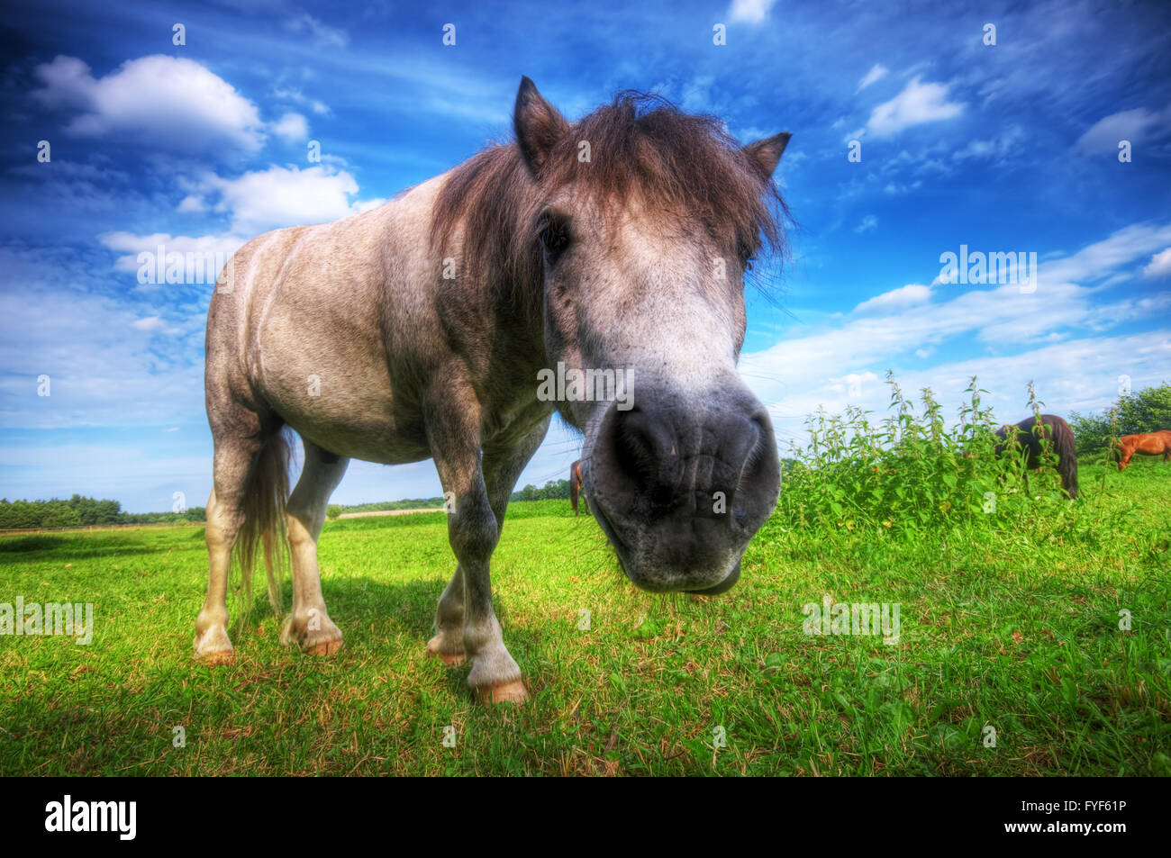 Wilde junge Pferd auf dem Feld Stockfoto