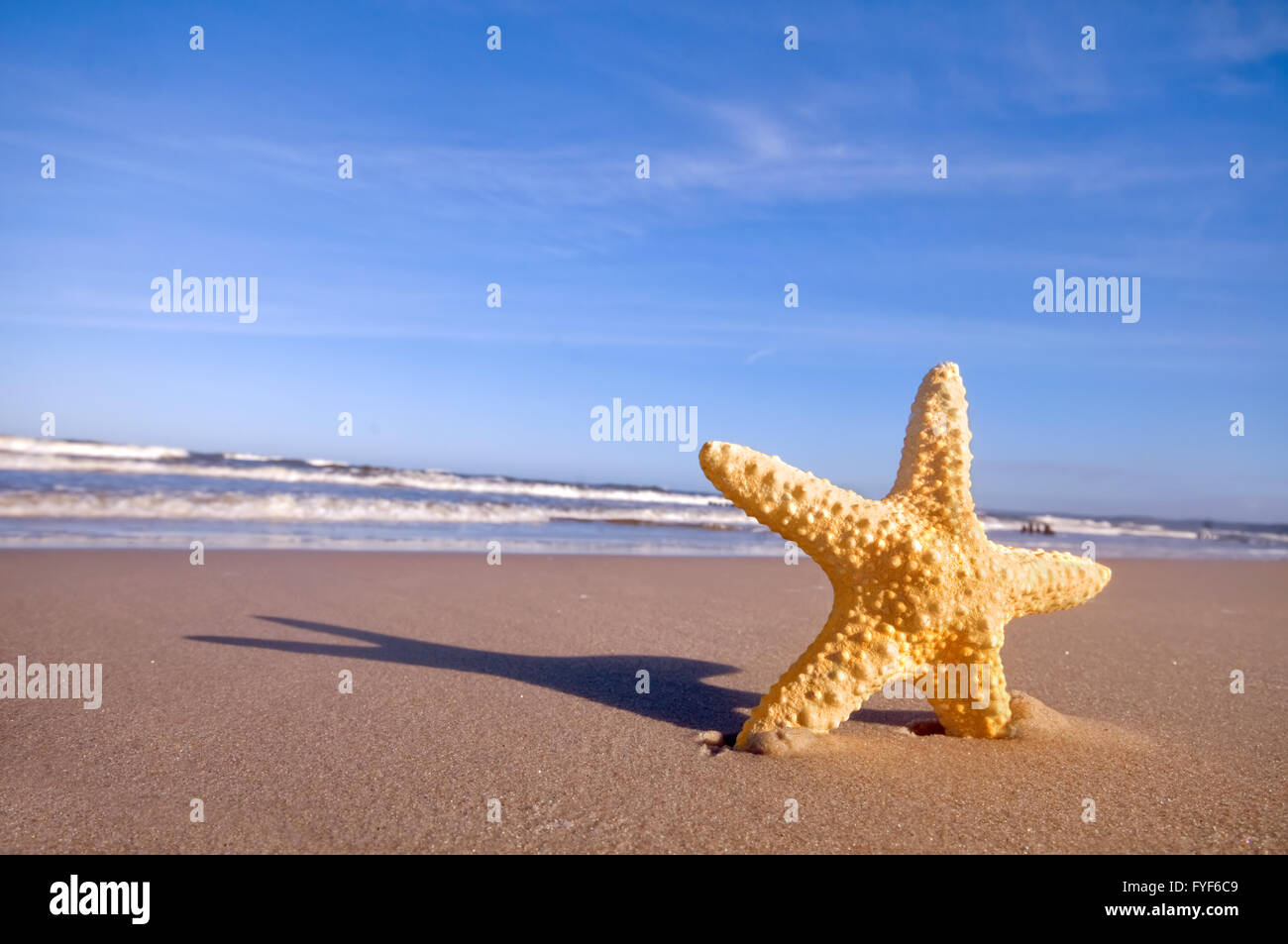 Seestern auf Sommer Sonnenstrand. Reisen Stockfoto