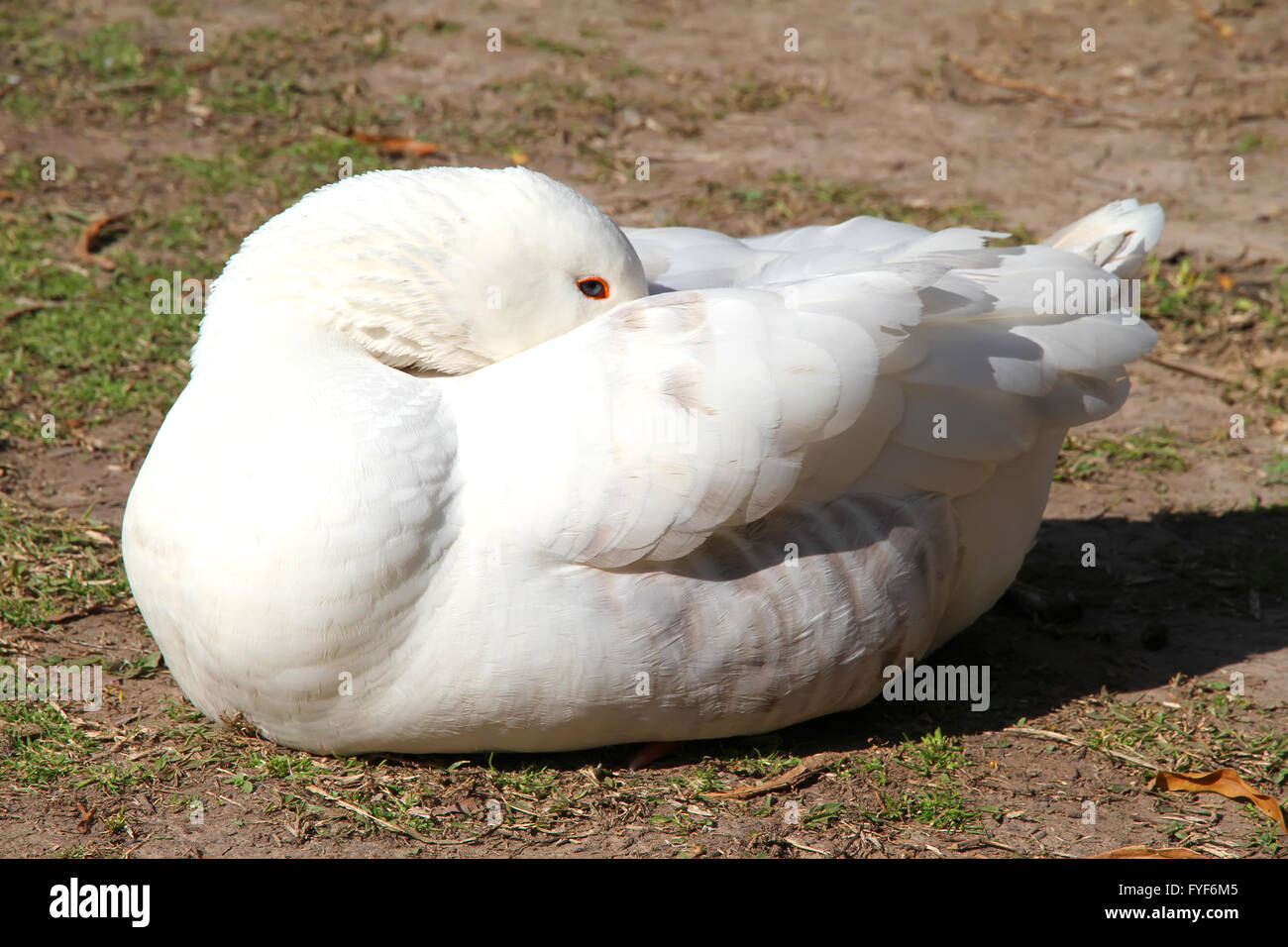 Eine Gans, schlafen in der Sonne Stockfoto