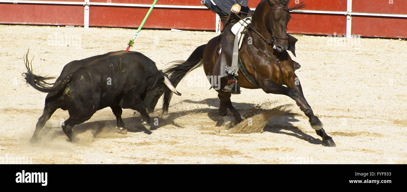 Stierkampf auf dem Pferderücken. Typischen spanischen Stierkampf. Stockfoto