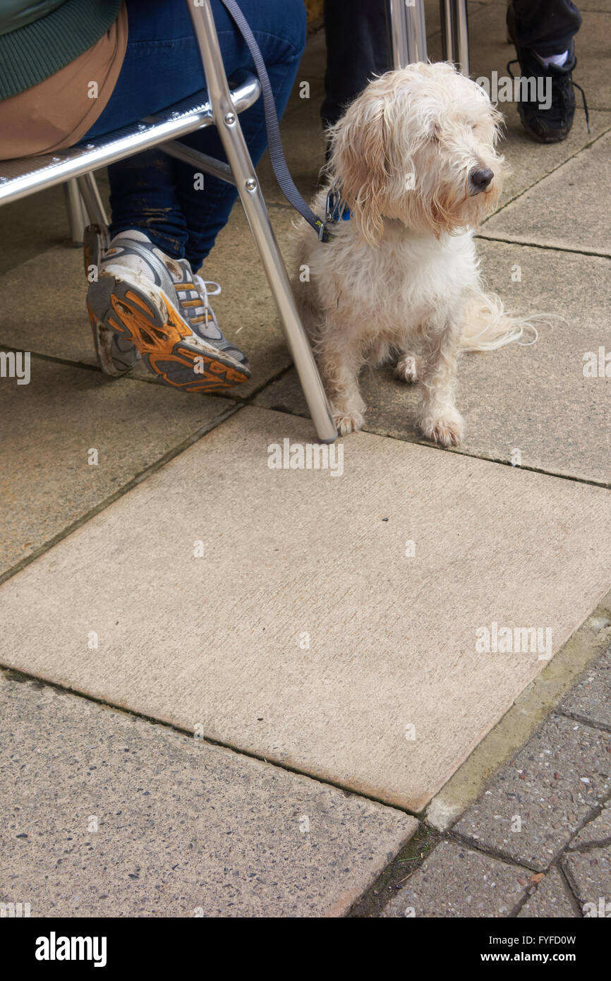 Langhaarige Hund sitzt auf dem Bürgersteig zu seinen Besitzern Füßen. UK Stockfoto