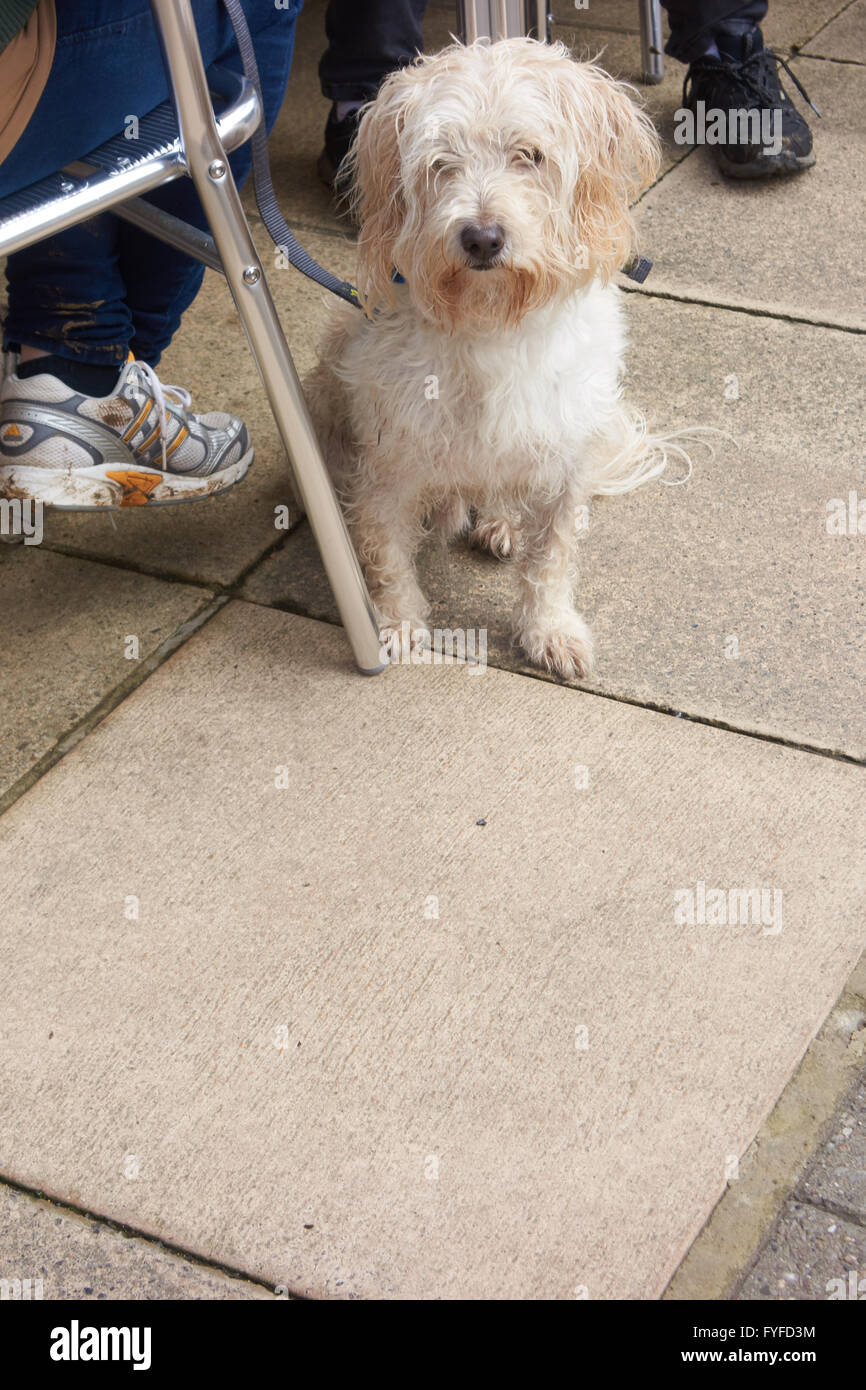 Langhaarige Hund sitzt auf dem Bürgersteig zu seinen Besitzern Füßen. UK Stockfoto