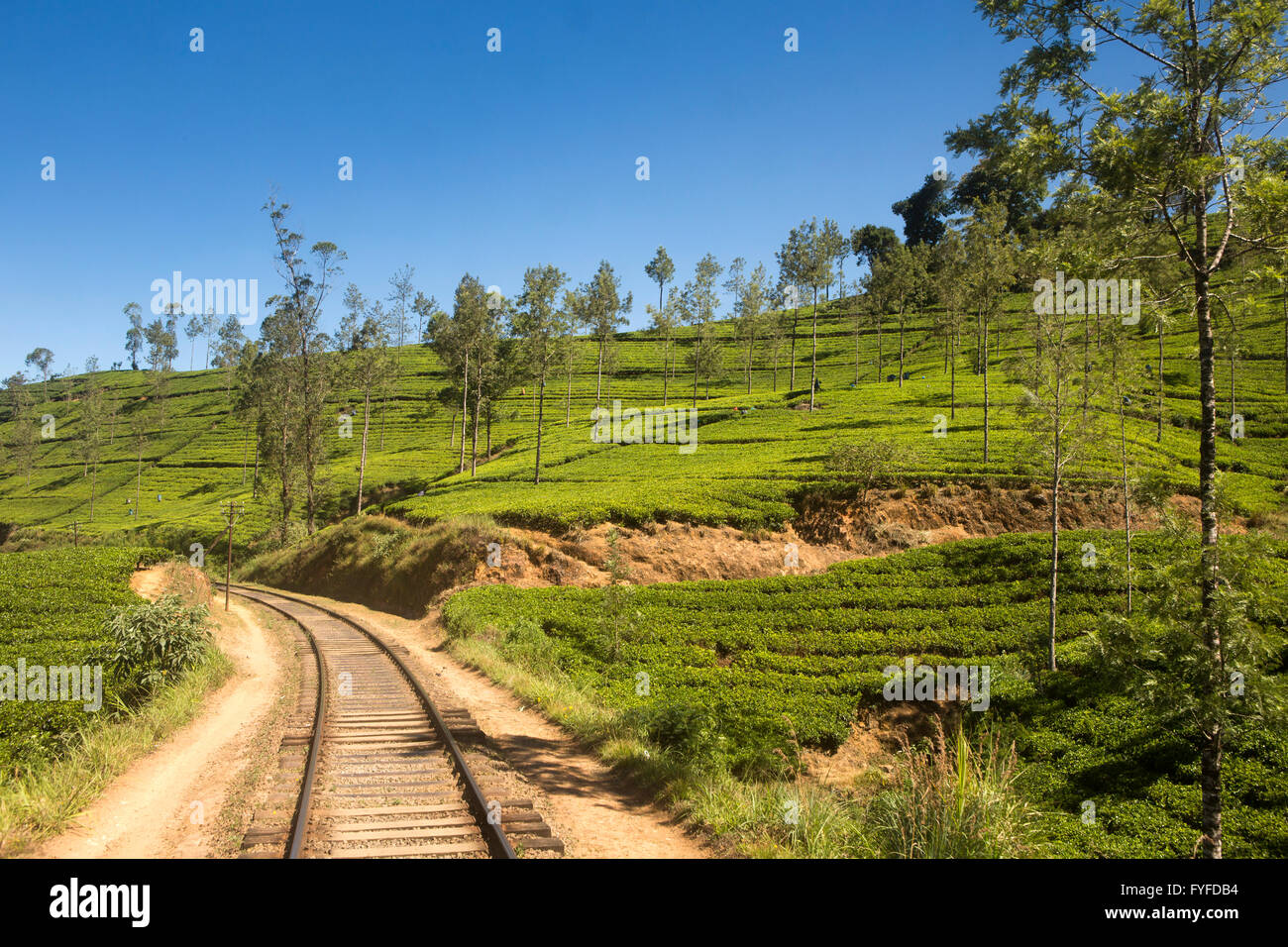 Sri Lanka, Nuwara Eliya, Nanu Oya, Highland Eisenbahnlinie durch Teeplantage Stockfoto