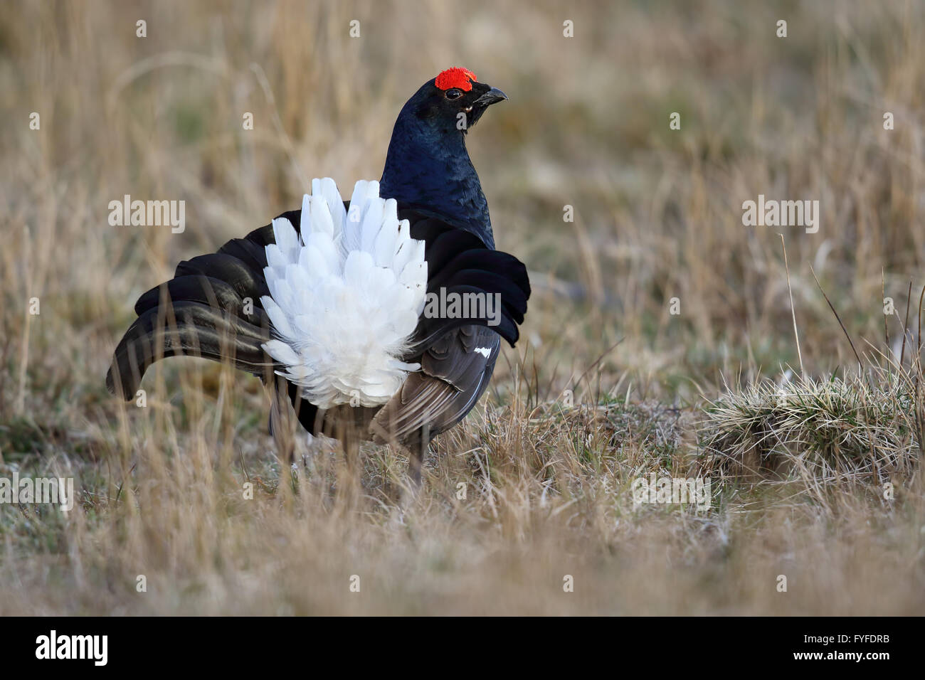 Männliche Birkhuhn, Blackgame oder Birkhahn (at Tetrix) Anzeige an der Lek. Schottland, Großbritannien. Stockfoto