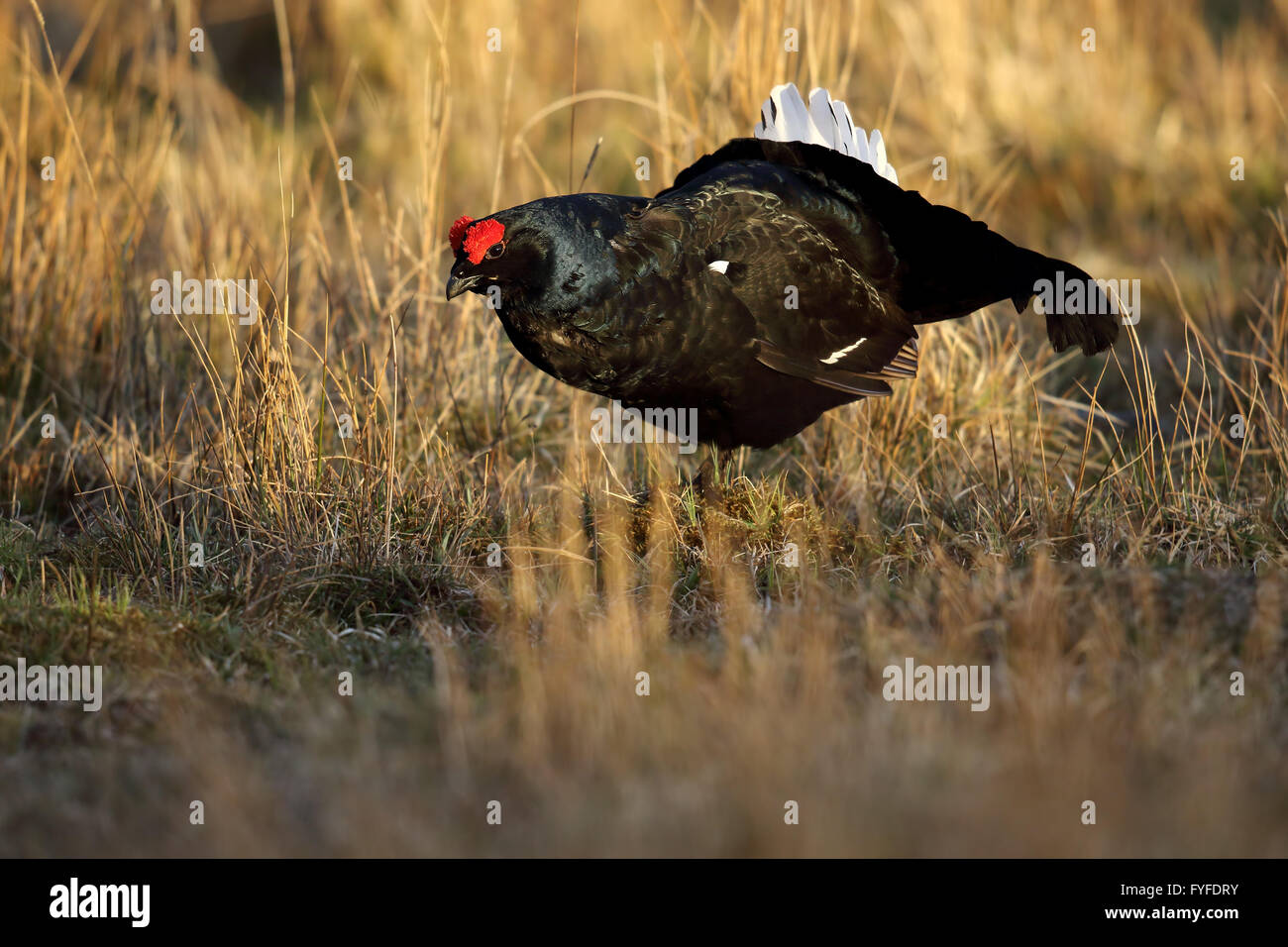 Männliche Birkhuhn, Blackgame oder Birkhahn (at Tetrix) Anzeige an der Lek. Schottland, Großbritannien. Stockfoto