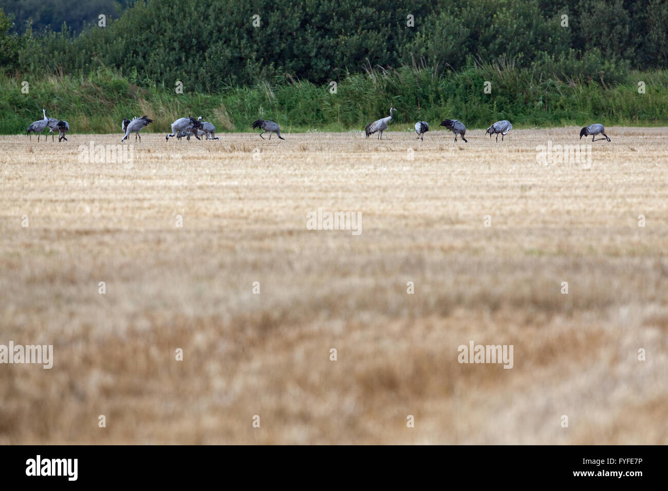 Gemeinsame oder eurasischer Kranich (Grus Grus).  Nachlese aus kürzlich geernteten Getreide Feld hinter Meer Beibehaltung Böschung. Norfolk. Stockfoto