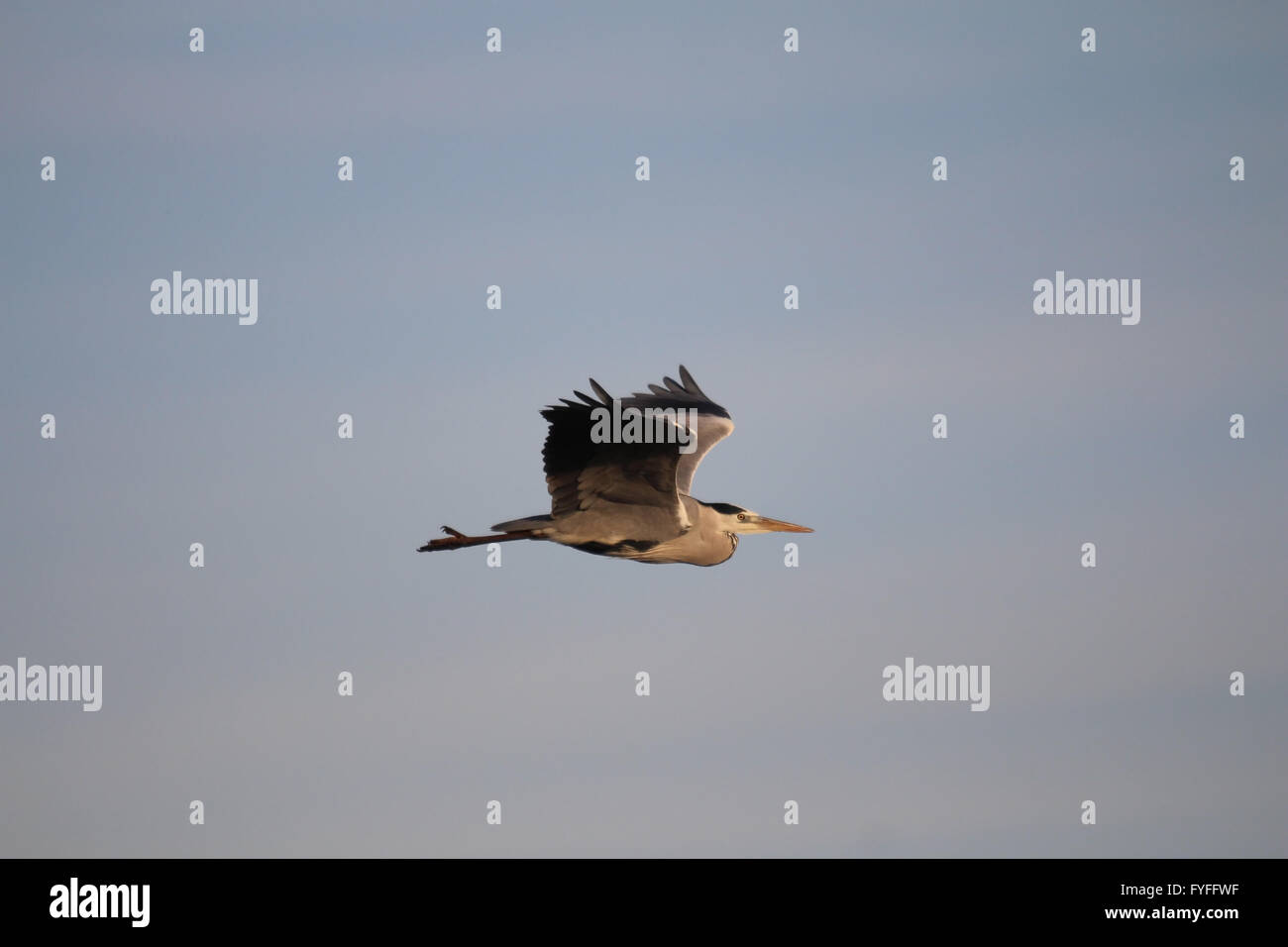 Vogel Graureiher, Reiher Cendré, Graureiher Im Flug (Ardea Cinerea) fliegen in Chaillevette in der Nähe von Royan, Frankreich, Charente Maritime Stockfoto