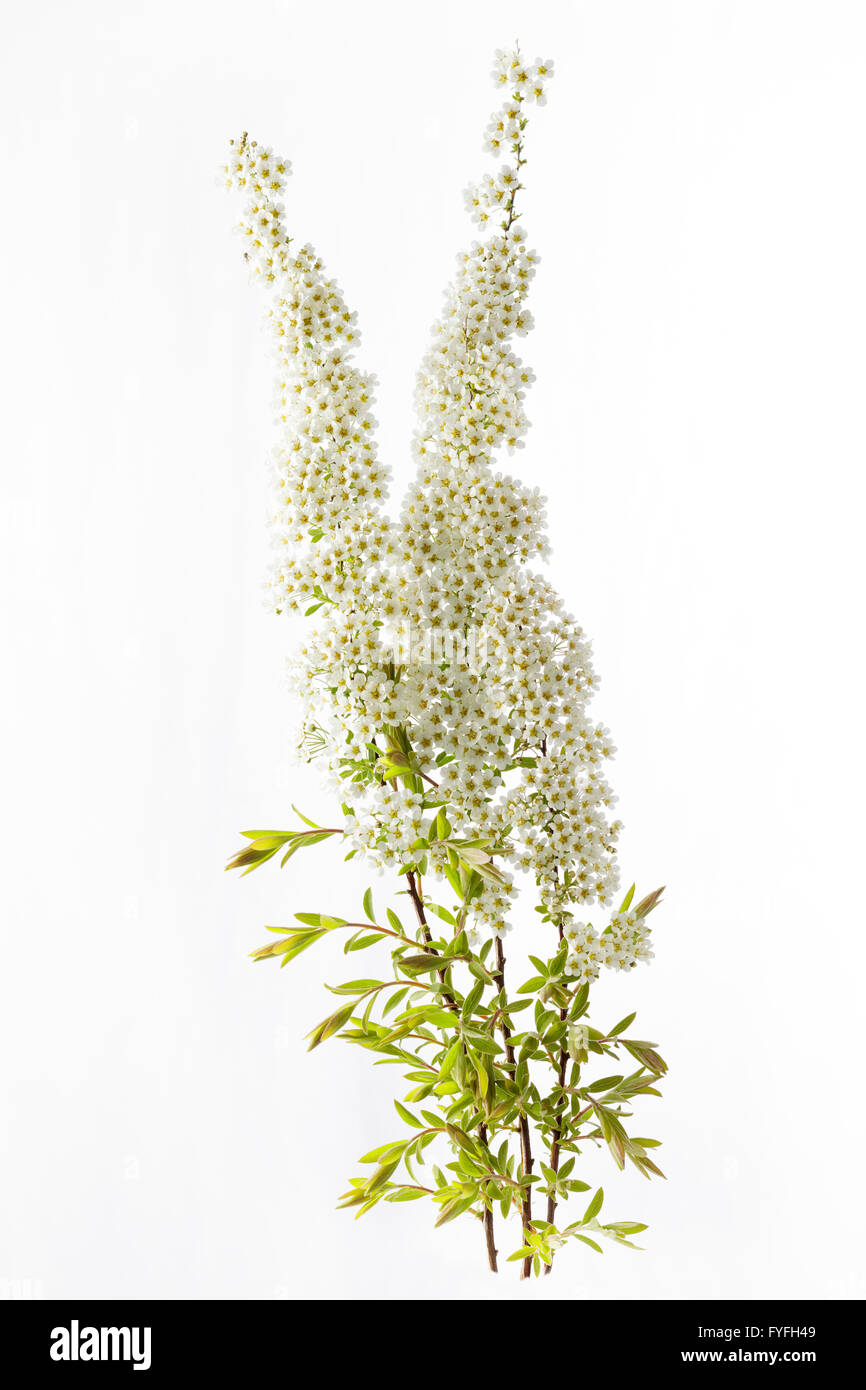 Spiraea Mischpflanzungen – Brautkranz Blume Stockfoto