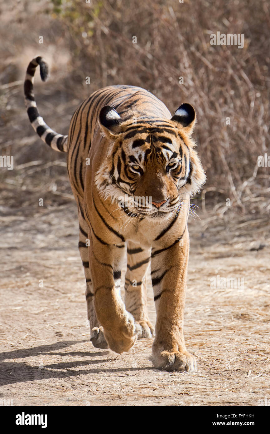 Royal Bengal Tiger (Panthera Tigris Tigris) entlang Straße, Ranthambore Nationalpark, Rajasthan, Indien Stockfoto