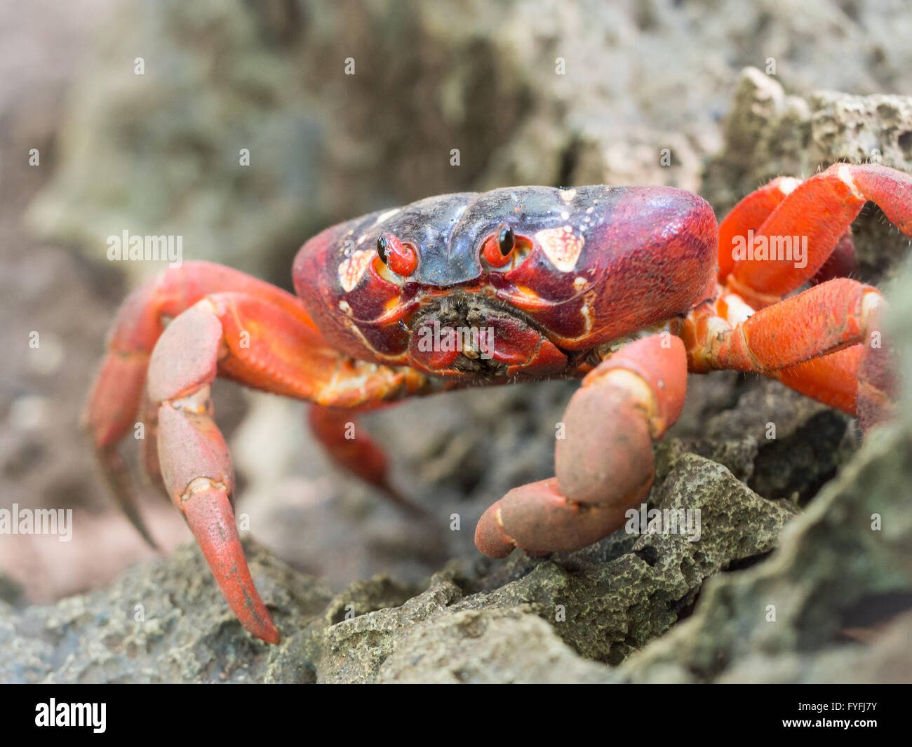Rote Krabbe (Gecarcoidea Natalis), Christmas Island, Australien Stockfoto