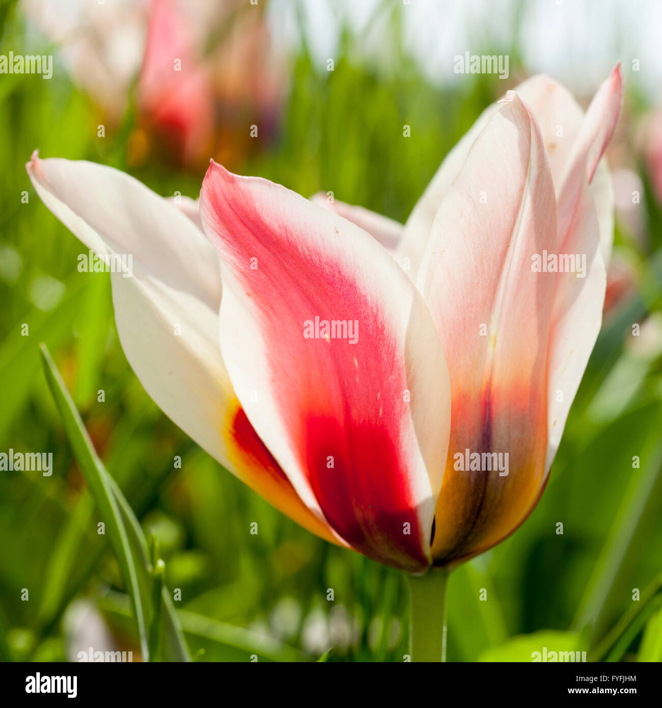 Rote und weiße Tulpe (Tulipa), Blüte Stockfoto