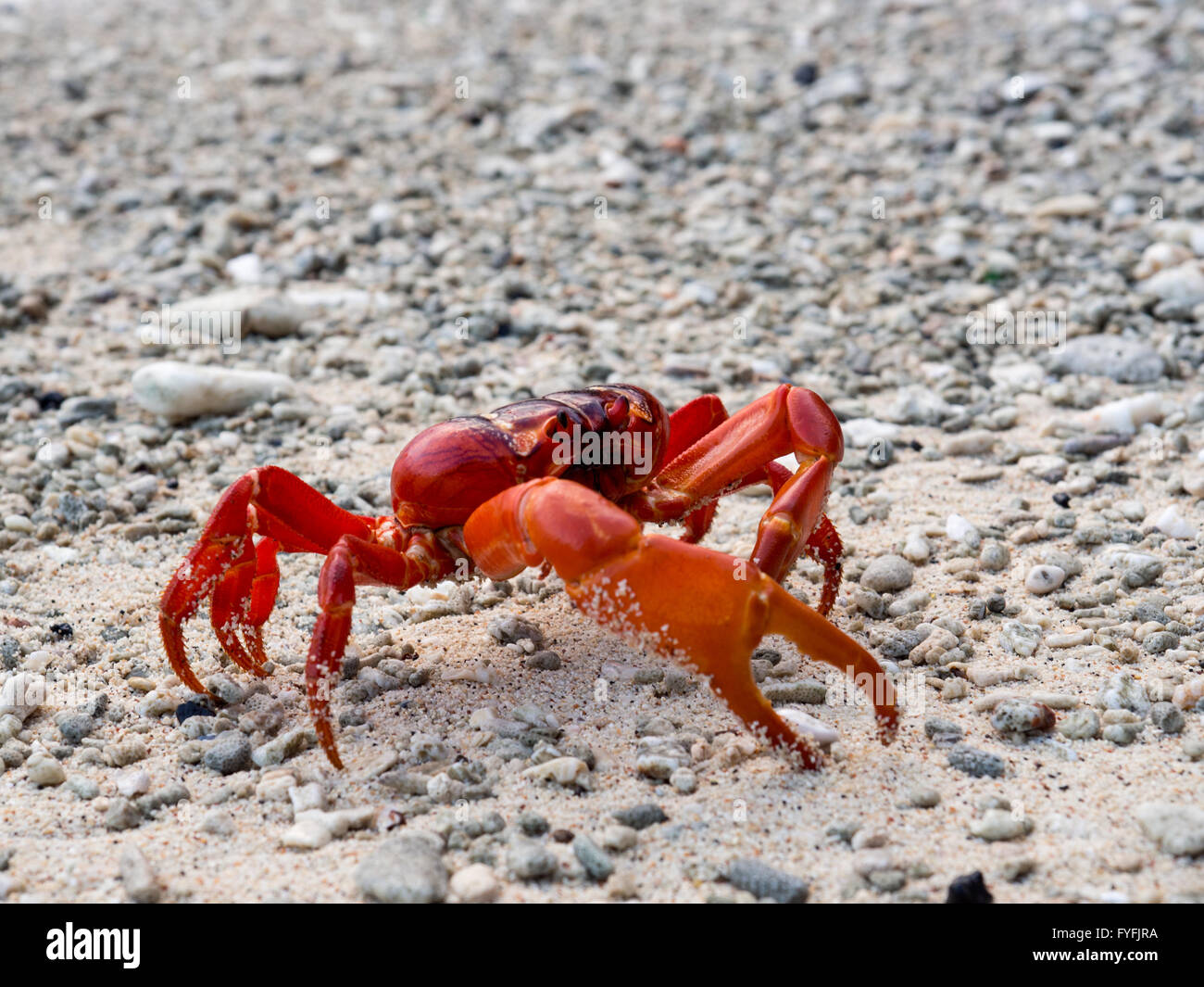 Rote Krabbe (Gecarcoidea Natalis), Christmas Island, Australien Stockfoto