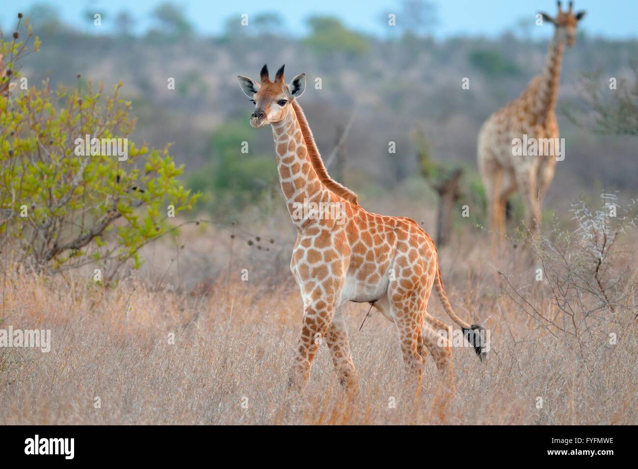 Giraffen (Giraffa Plancius), ein Erwachsener und ein Kalb zu Fuß trocken in Rasen, Krüger Nationalpark, Südafrika Stockfoto