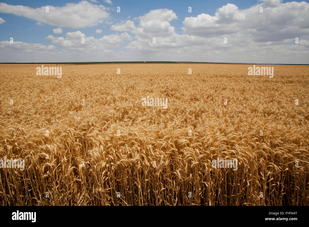 Goldene Weizenfeld, blauen Himmel und Wolken, fotografiert in Israel Stockfoto
