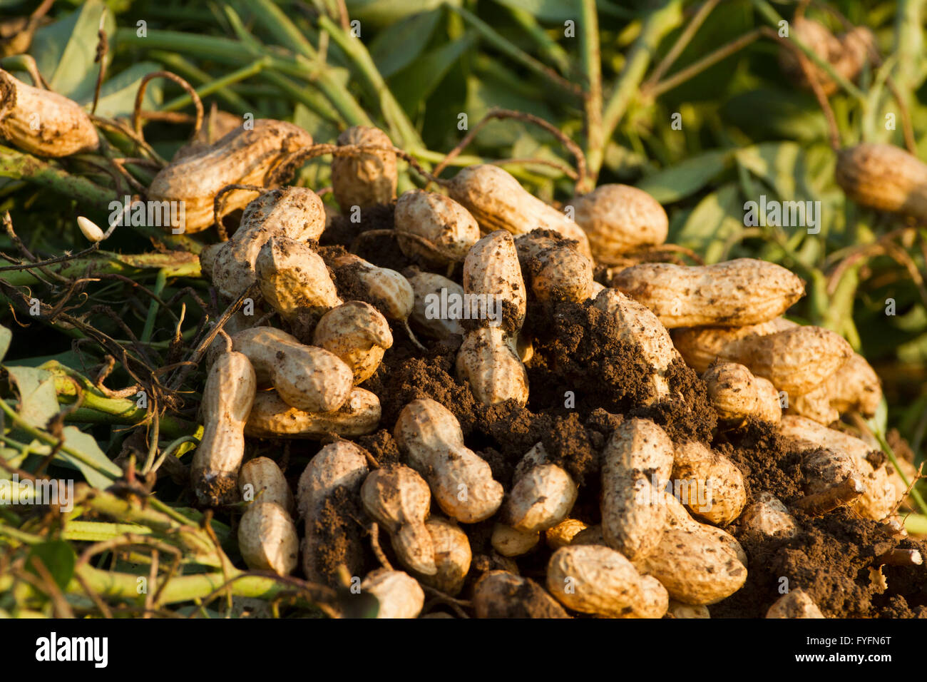 Erdnüsse in einem Feld wachsen. Fotografiert in Israel Stockfotografie