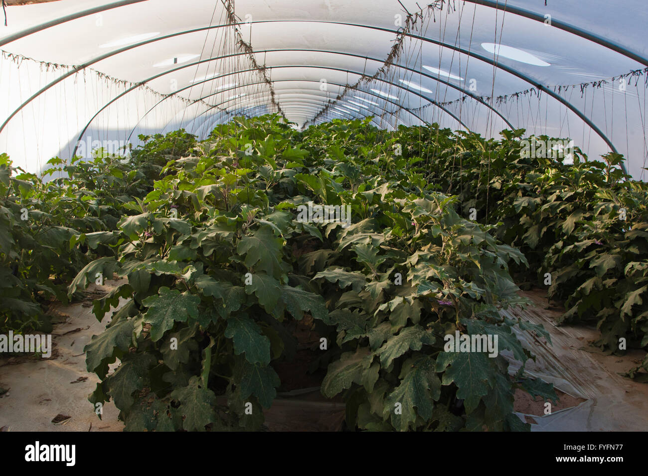 Wüste Landwirtschaft. Auberginen in einem Gewächshaus fotografiert in Israel Stockfoto