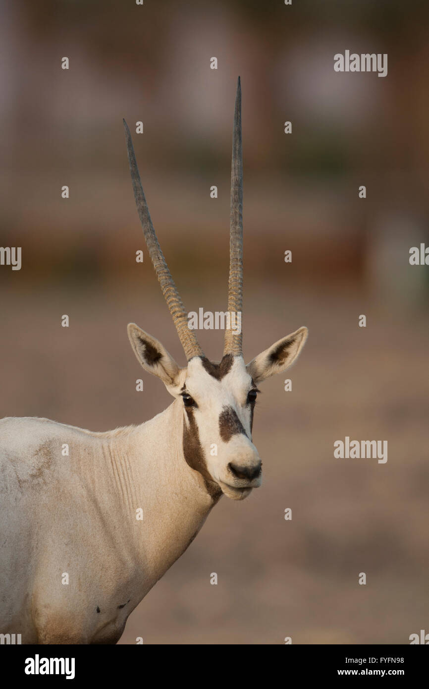 Ein arabischer Oryx (Oryx Leucoryx). Die arabische Oryx ist eine große weiße Antilope, fast völlig ausgestorben im wilden mehrere Gruppen ha Stockfoto