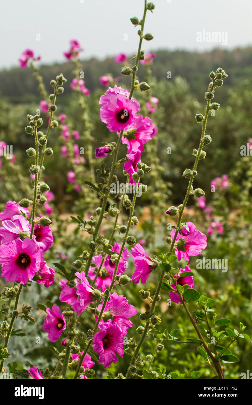 Borstigen Stockrose (Alcea Setosa) Rosa Frühlingsblume, israel Stockfoto