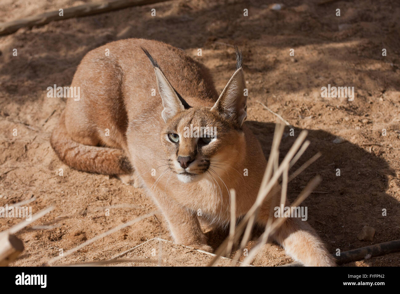 Karakal (Caracal Caracal), auch bekannt als Wüste Lynx ist eine wilde Katze, die in Afrika, Zentralasien und Southwes verteilt ist Stockfoto