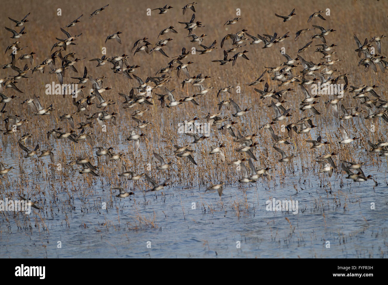 Herde von Krickente (Anas Vogelarten) im Flug. Diese Art der Dümpelfried Duck Rassen in geschützten Feuchtgebieten im nördlichen Eurasien. Es Stockfoto