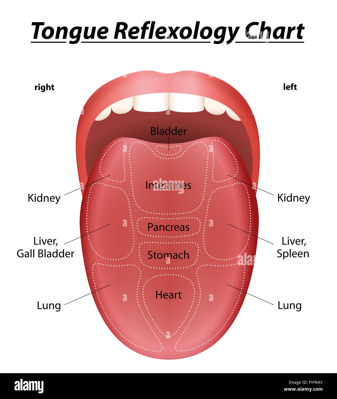 Zunge Reflexzonenmassage Chart mit Beschreibung der entsprechenden inneren Organe. Abbildung auf weißem Hintergrund Stockfoto