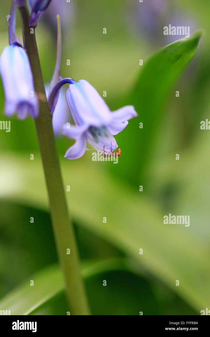 Schließen Sie Detail einer blaue Hyazinthe Blüte mit roten Ameise und unscharfen Hintergrund Stockfoto