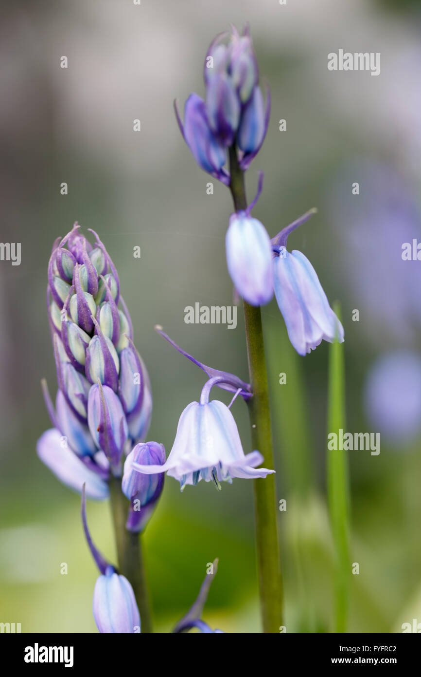 Detail einer Hyazinthe blaue Blume und unscharfen Hintergrund zu schließen Stockfoto