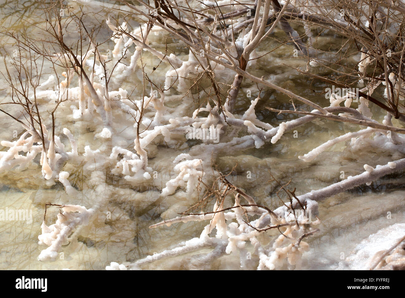 Israel, Totes Meer Salz Crystalization verursacht durch Wasserverdunstung Stockfoto