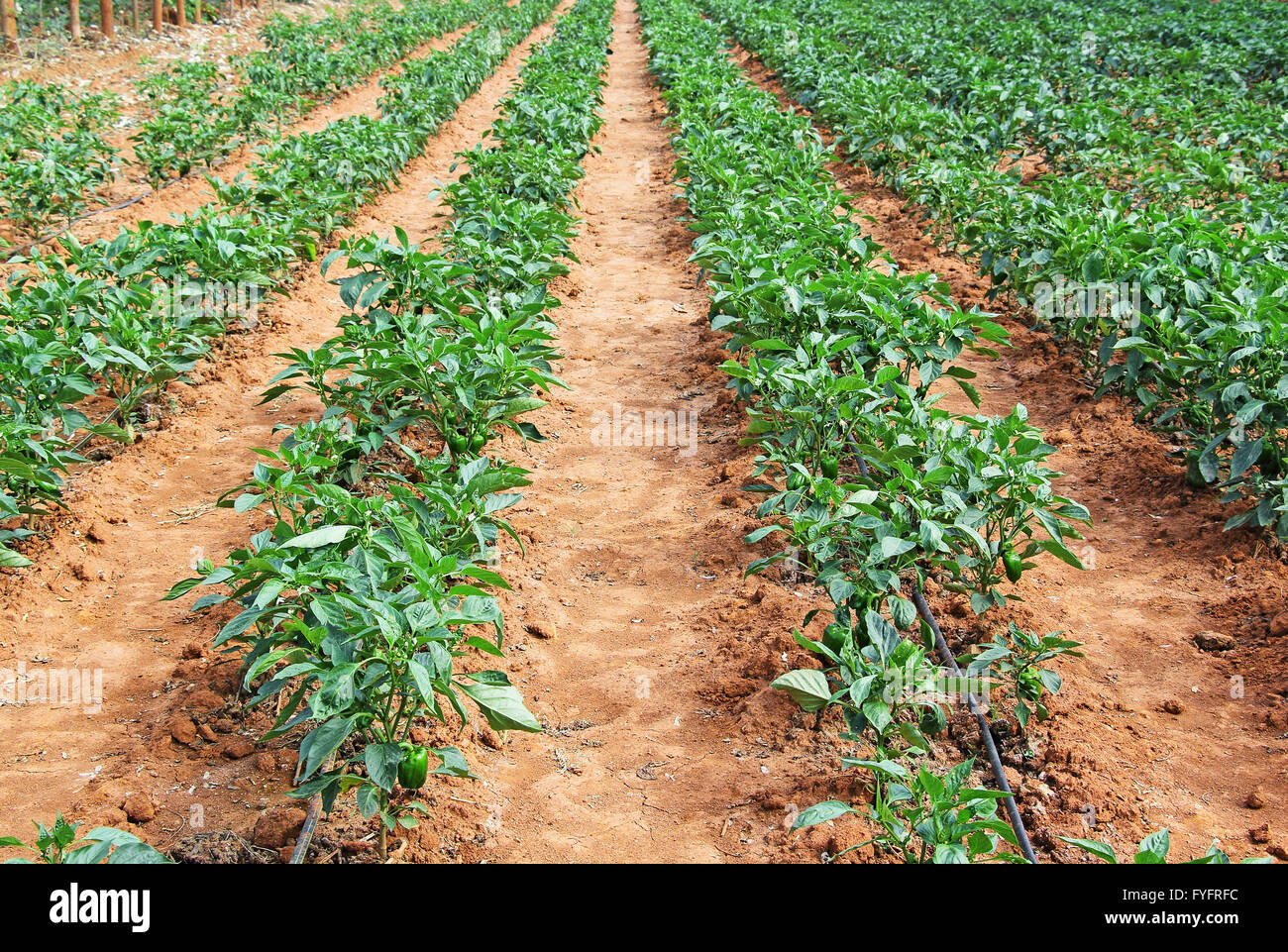 Paprika Pflanzen mit Reifung grüne Früchte im Bereich Anbau in Indien. Auch bekannt als Paprika, rote Paprika und grünem Pfeffer Stockfoto