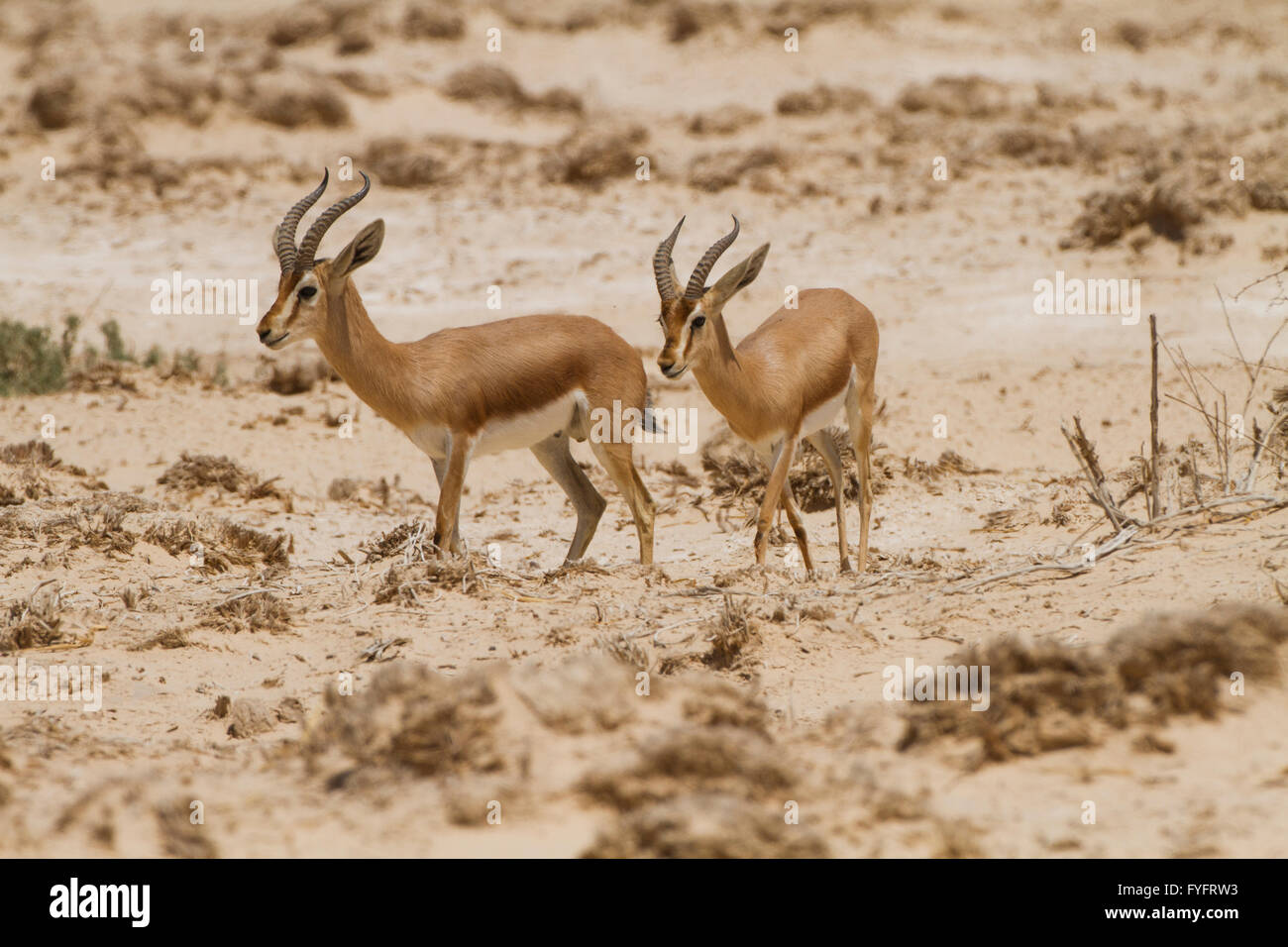 zwei Dorcas Gazelle (Gazella Dorcas), auch bekannt als Ariel Gazelle fotografiert in der Negev-Wüste, Israel Stockfoto