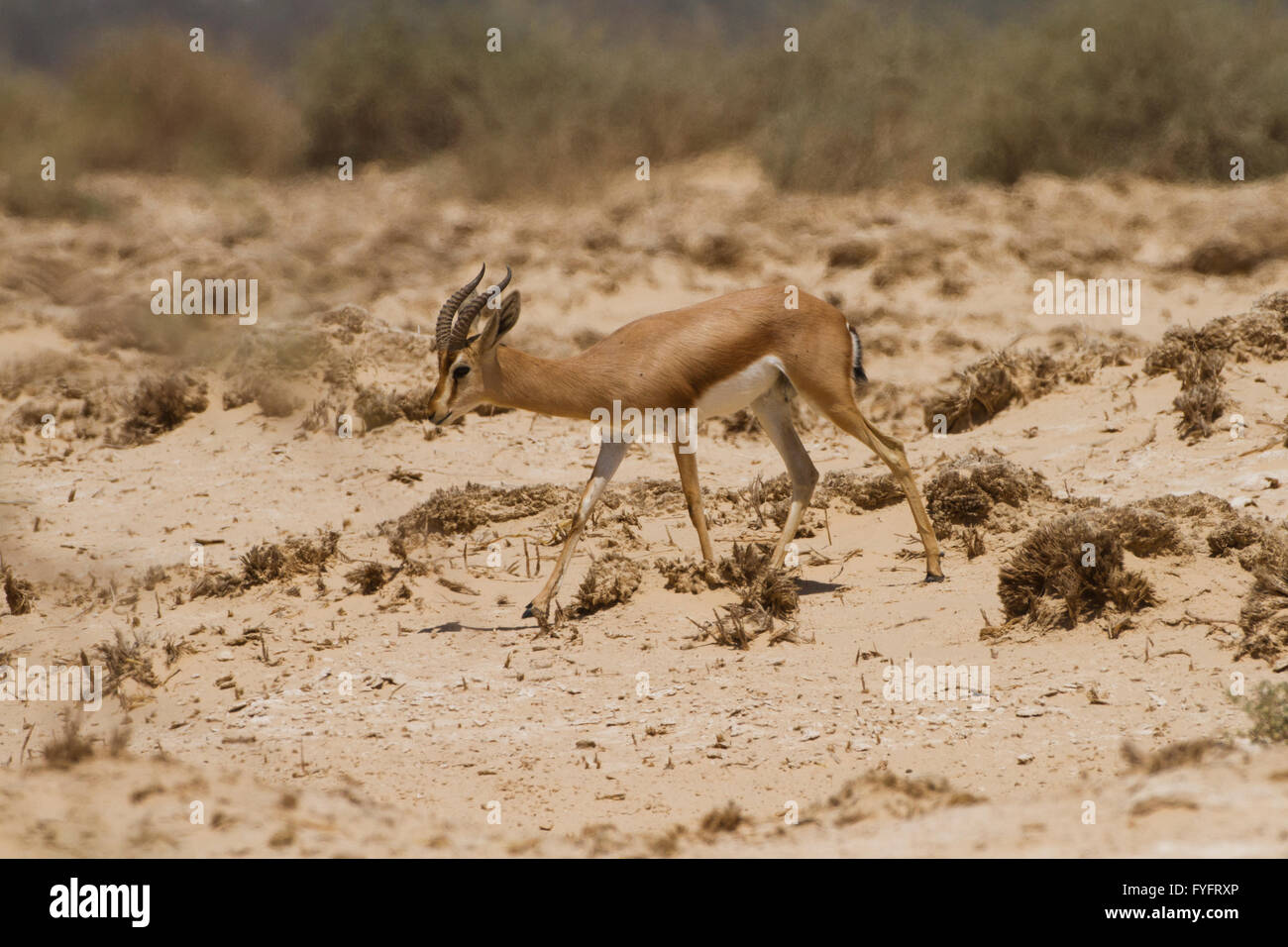 Dorcas Gazelle (Gazella Dorcas), auch bekannt als Ariel Gazelle fotografiert in der Negev-Wüste, Israel Stockfoto