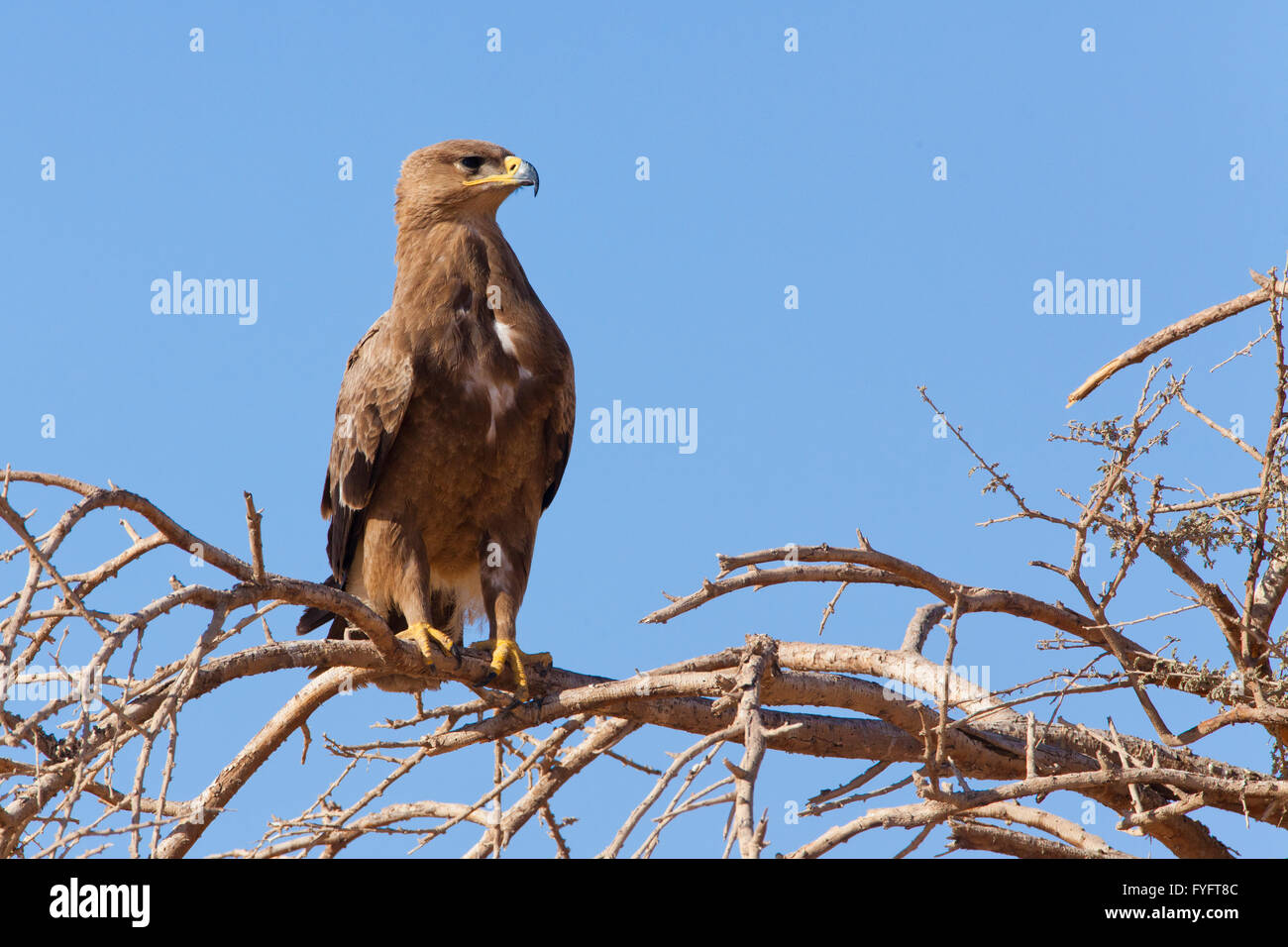 Steppenadler (Aquila Nipalensis) thront auf einem trockenen Baum in der Wüste Negev, Israel.  Dieser Adler ist aus Rumänien, durch t gefunden. Stockfoto