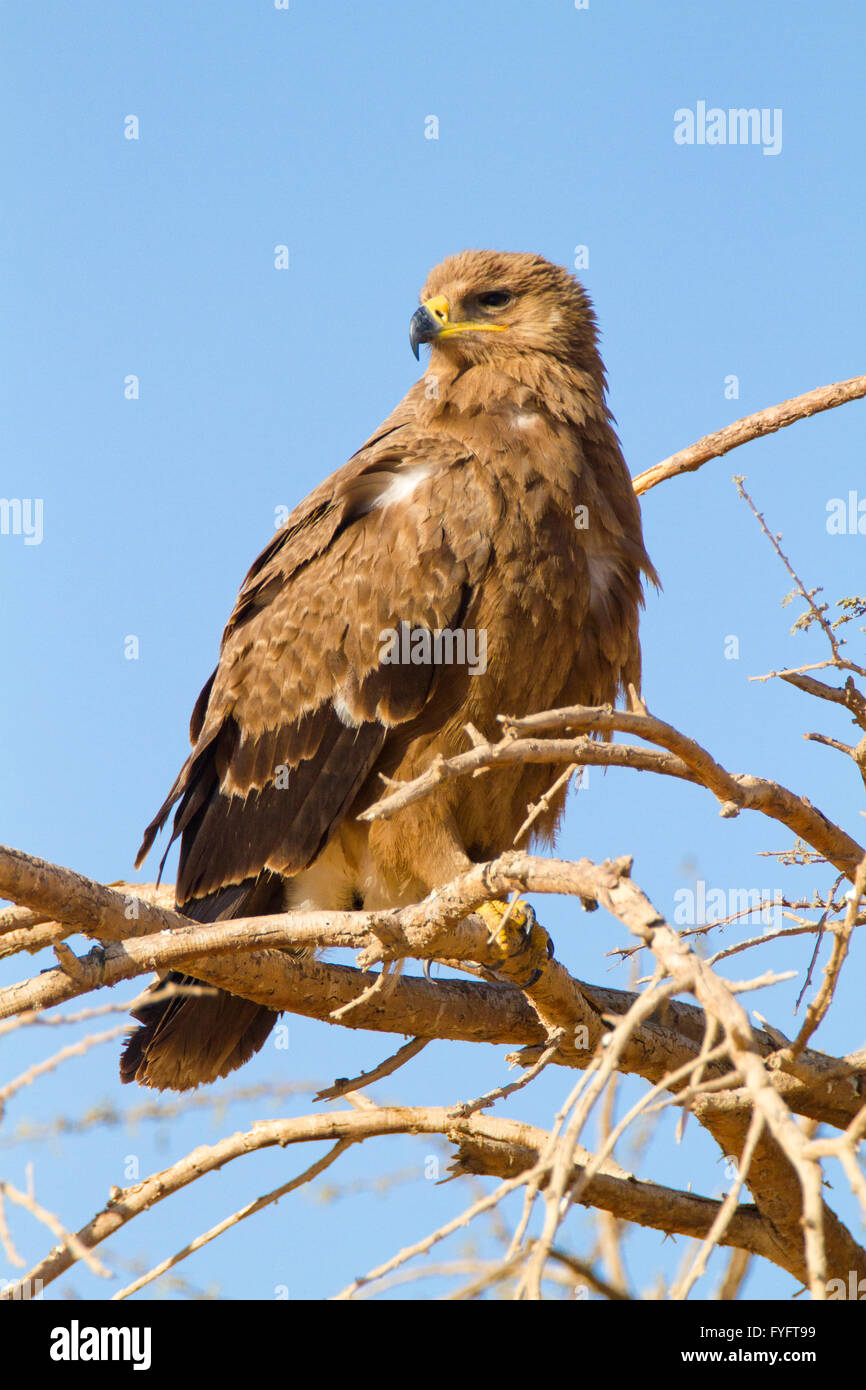 Steppenadler (Aquila Nipalensis) thront auf einem trockenen Baum in der Wüste Negev, Israel.  Dieser Adler ist aus Rumänien, durch t gefunden. Stockfoto