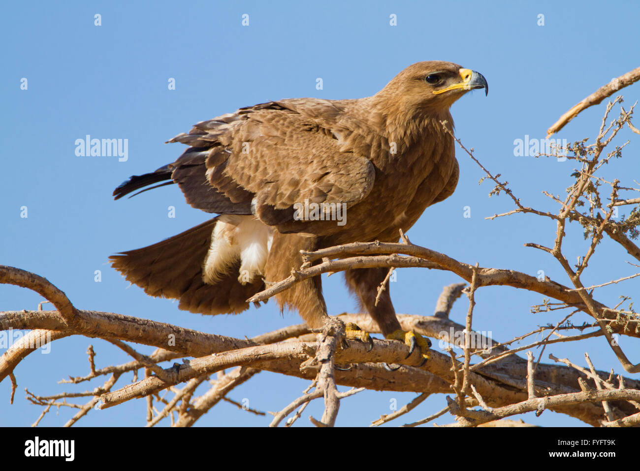 Steppenadler (Aquila Nipalensis) thront auf einem trockenen Baum in der Wüste Negev, Israel.  Dieser Adler ist aus Rumänien, durch t gefunden. Stockfoto