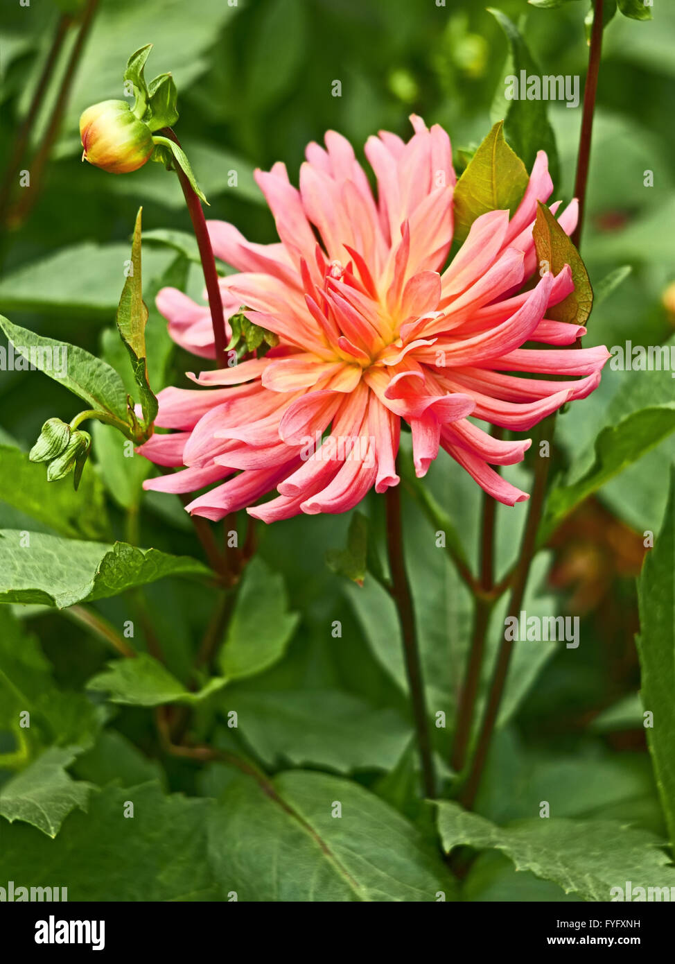 Rosa Dahlie im Blumenbeet Stockfoto