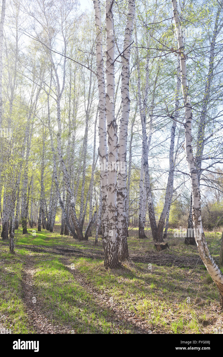 zeitigen Frühjahr Birkenwald gegen Sonnenlicht Stockfoto